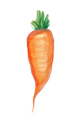 Orange carrot painted with watercolors on a white background, juicy and healthy food