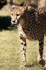 cheetah (Acinonyx jubatus) walks