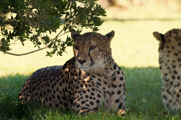cheetah (Acinonyx jubatus) lies in the shade