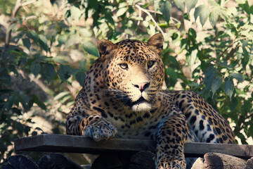  portrait of a beautiful jaguar