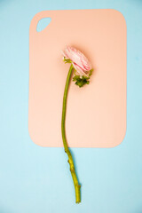 Rose Playa Blanca is on the pink board on the blue piece of paper. Concept, design, copy space