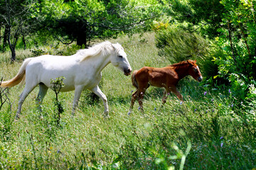 Camargue mare with her foal