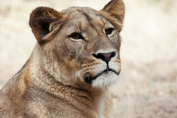 Portrait of a lioness Panthera leo