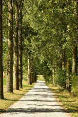 Chemin ombragé entre deux rangées d'arbres au parc d'Enghien en Hainaut 