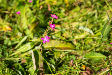 Wild pink flowers against blurred meadow in a background