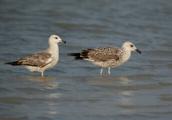 A pair of juvenile Lesser Black-backed Gull at Busaiteen coast, Bahrain