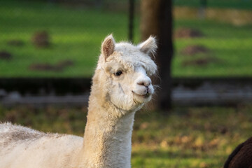 llama in a field