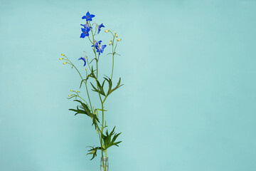 Deep blue Flowers of Delphinium Tricone Dwarf Larkspur isolated on soft blue background