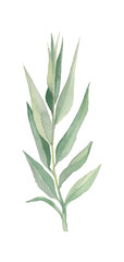Green hand drawn watercolor olive branch