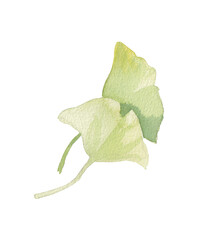 Fototapeta premium Yellow green watercolor ginkgo leaves