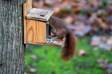 squirrel on a wooden feeder