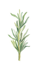 Green sprig of rosemary painted in watercolor