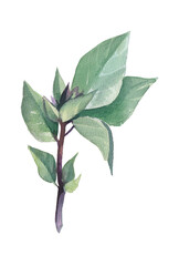 Green graceful watercolor basil sprig