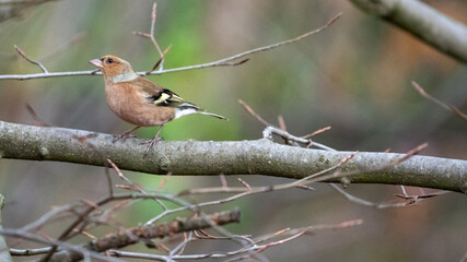 finch bird on a branch