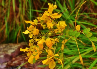 Obraz premium yellow flowers in the forest