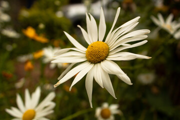 Obraz premium daisy in the garden