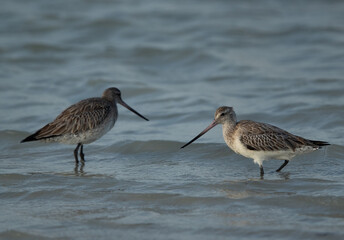 A pair of Bar-tailed Godwit at Busiateen coast of Bahrain