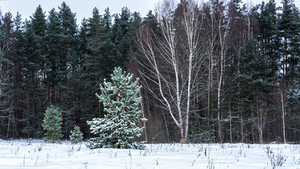 Winter snow-covered forest. Landscape. Natural background.