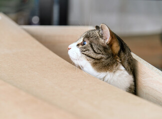 Scary cat and wooden box of furniture in room during assembly
