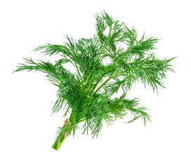 Bunch of Ripe Dill Isolated on White
