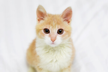 beautiful short haired red kitten looking at the camera
