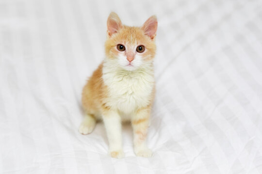 beautiful short haired red kitten looking at the camera