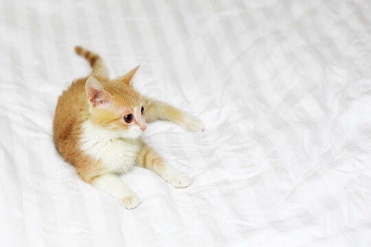 beautiful short haired red kitten looking at the camera