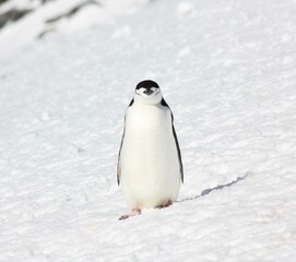 Fototapeta premium Chinstrap penguin in Antarctica