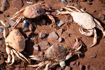 Four Crabs Having a Meeting in a Circle on the Beach