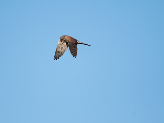 Male kestrel hovering, with a blue sky background, the wings are down and the bird is looking down while it hunts for food. 