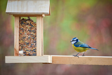 Eurasian blue tit bird ( Cyanistes caeruleus ) eating seeds from a bird feeder