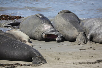 See-Elefanten/Robben am Meer (USA)