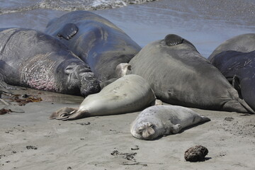 See-Elefanten/Robben am Meer (USA)
