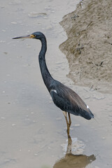 Aigrette tricolore dans la mangrove de Guyane française