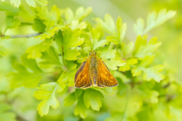 Large skipper Ochlodes sylvanus butterfly resting