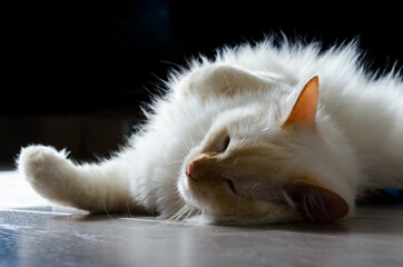 Red point cat laying on floor