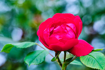 Blooming red rose on a blurry background.