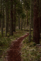forest trail between trees in winter