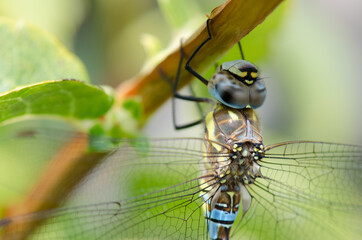 Blue dragonfly on a twig