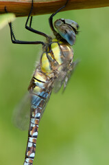 Blue dragonfly on a twig