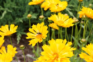 Bee Pollinating Bright Yellow Daisies