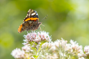 Red Admiral butterfly, Vanessa atalanta, feeding