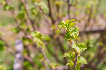 Blackcurrant Bush turns green in the spring in the garden