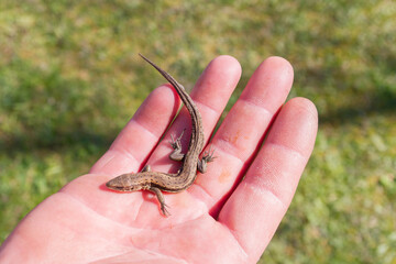 Green lizard in a man's hand in the summer on the stree