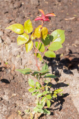 The rose Bush is planted in the garden in summer