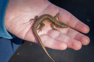Green lizard in a child's hand in the summer on the street
