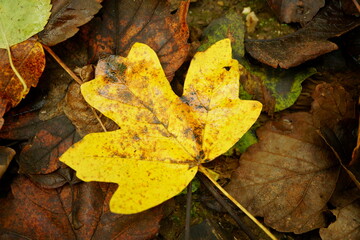 Macro photography of yellow maple leave on other autumnal colored leaves