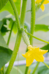 Cucumber embryo with a yellow flower on a branch