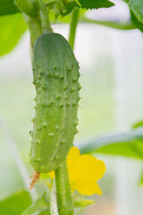 Mature cucumbers in the greenhouse hanging on a branch