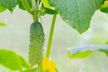 Mature cucumbers in the greenhouse hanging on a branch